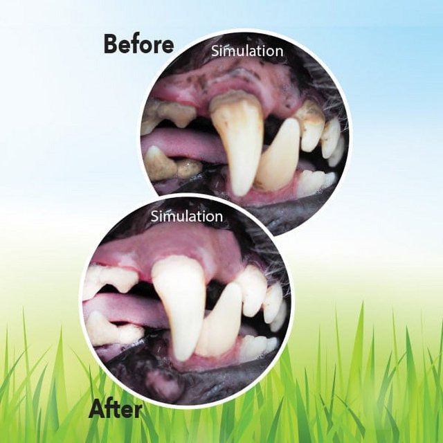 Juguete Limpiador De Placa Dental Perros